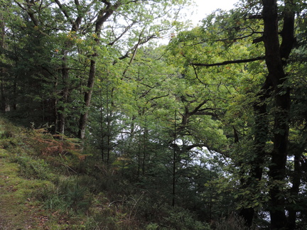 Through the trees