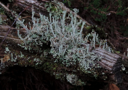 Lichen