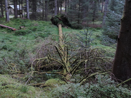 Fallen tree