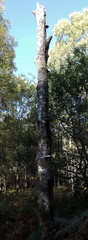 Dead tree
