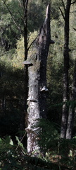 Tree stump