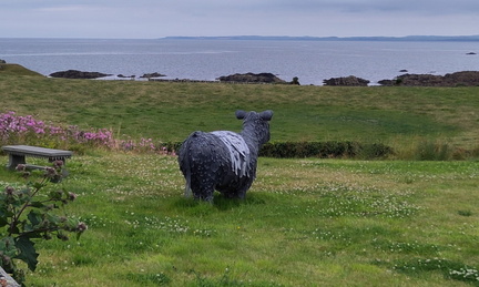 Cow