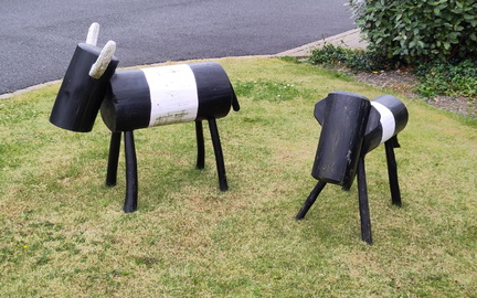 Cows