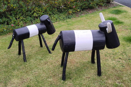 Cows