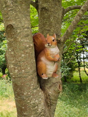 Squirrel
