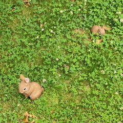 Rabbits