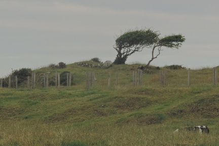 Trees
