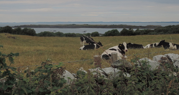 Cows