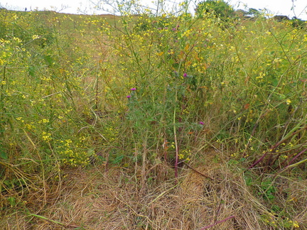 Thistle