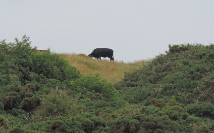 Cow