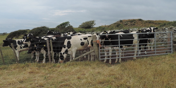 Cows