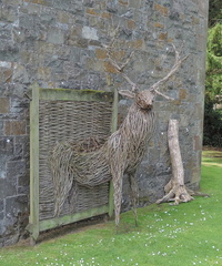 Deer