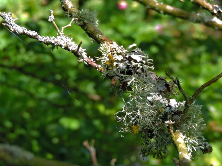 Lichen