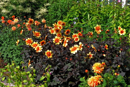 Orange flowers