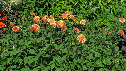 Orange flowers
