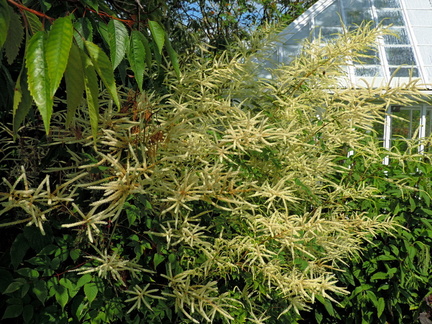 White flowers
