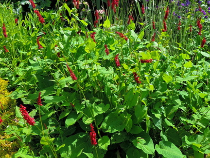 Red flowers