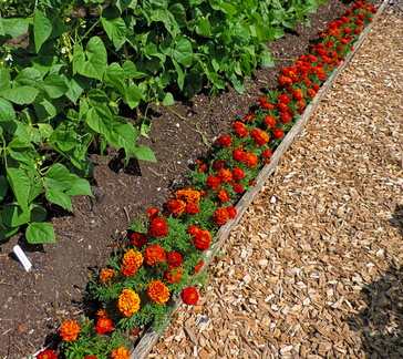 Flower bed