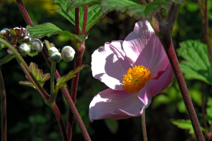 Pink flower