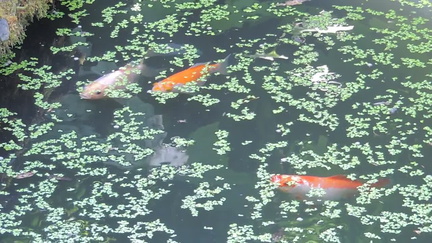 64-Fish