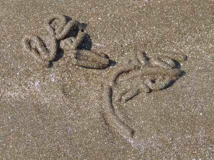 Wormcasts