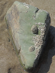 Barnacles