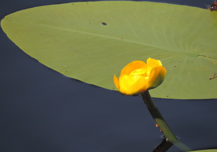 Lilly