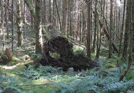 Fallen tree