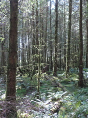 Trees