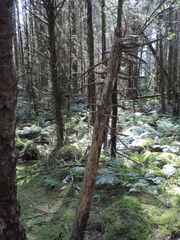 Trees
