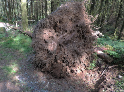 Fallen tree