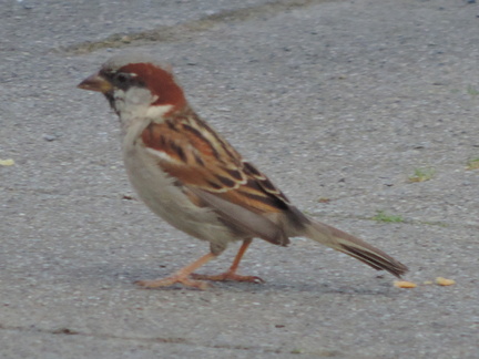 Bird