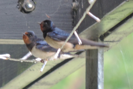 Birds