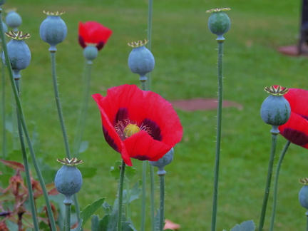 Poppies