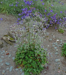 Purple flowers