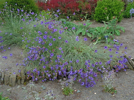 Purple flowers