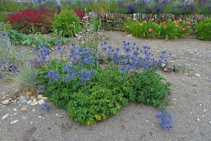Dry garden