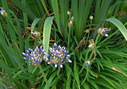Purple flowers