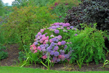 Bushes