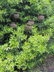 Ornaments