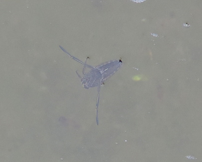 Water Boatman