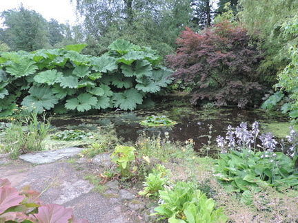 Pond