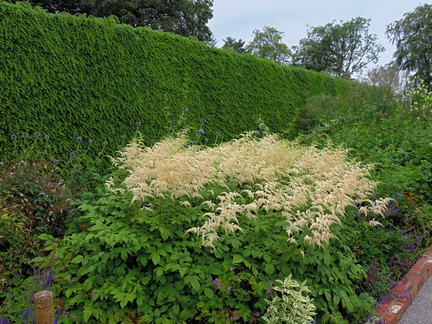 Bushes