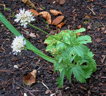 Plant