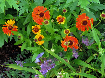 Flowers