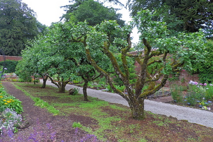 Trees