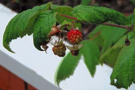 Berries