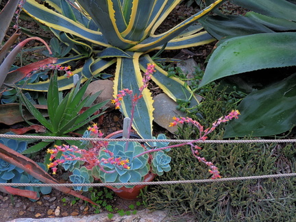Succulents