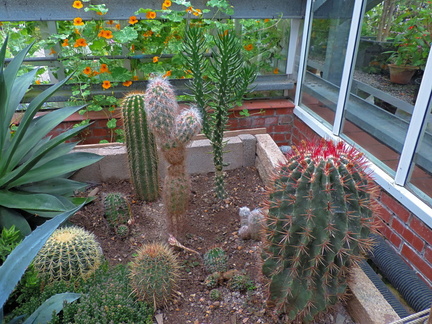 Cacti