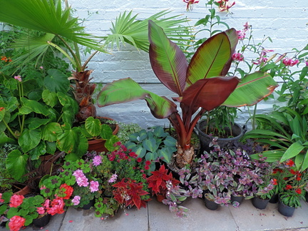 Plants
